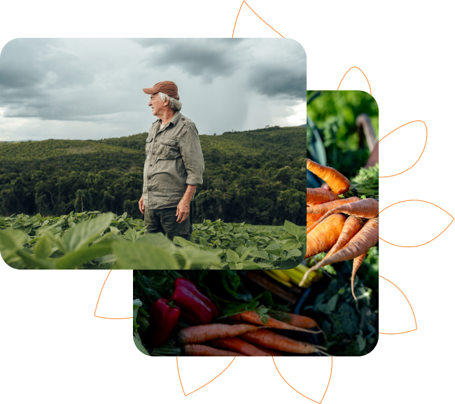Um fazendeiro observando sua plantação e céu nublado ao fundo. Ao lado, uma imagem de colheita de hortifrúti, com cenouras e pimentão